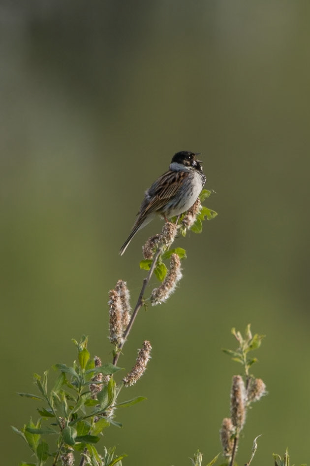 Reed Bunting