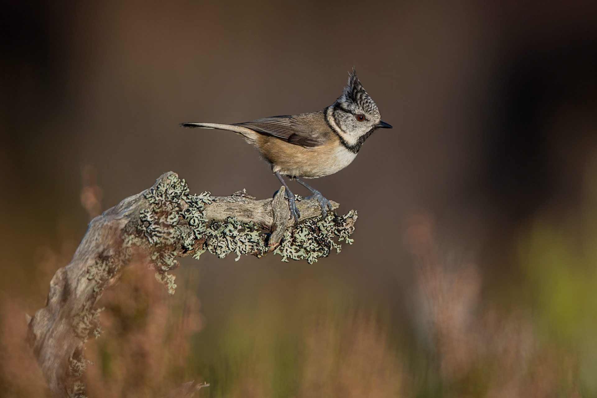 Crested Tit