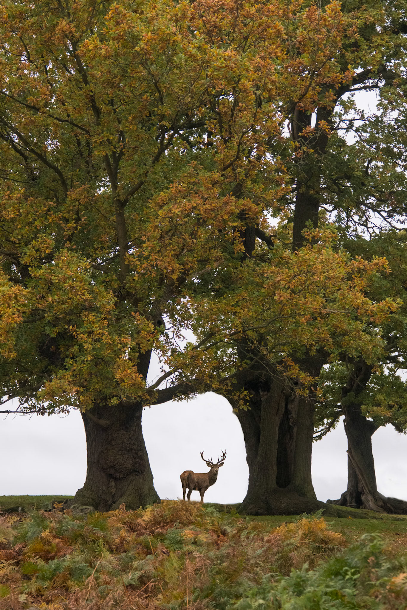 Red Deer (m)