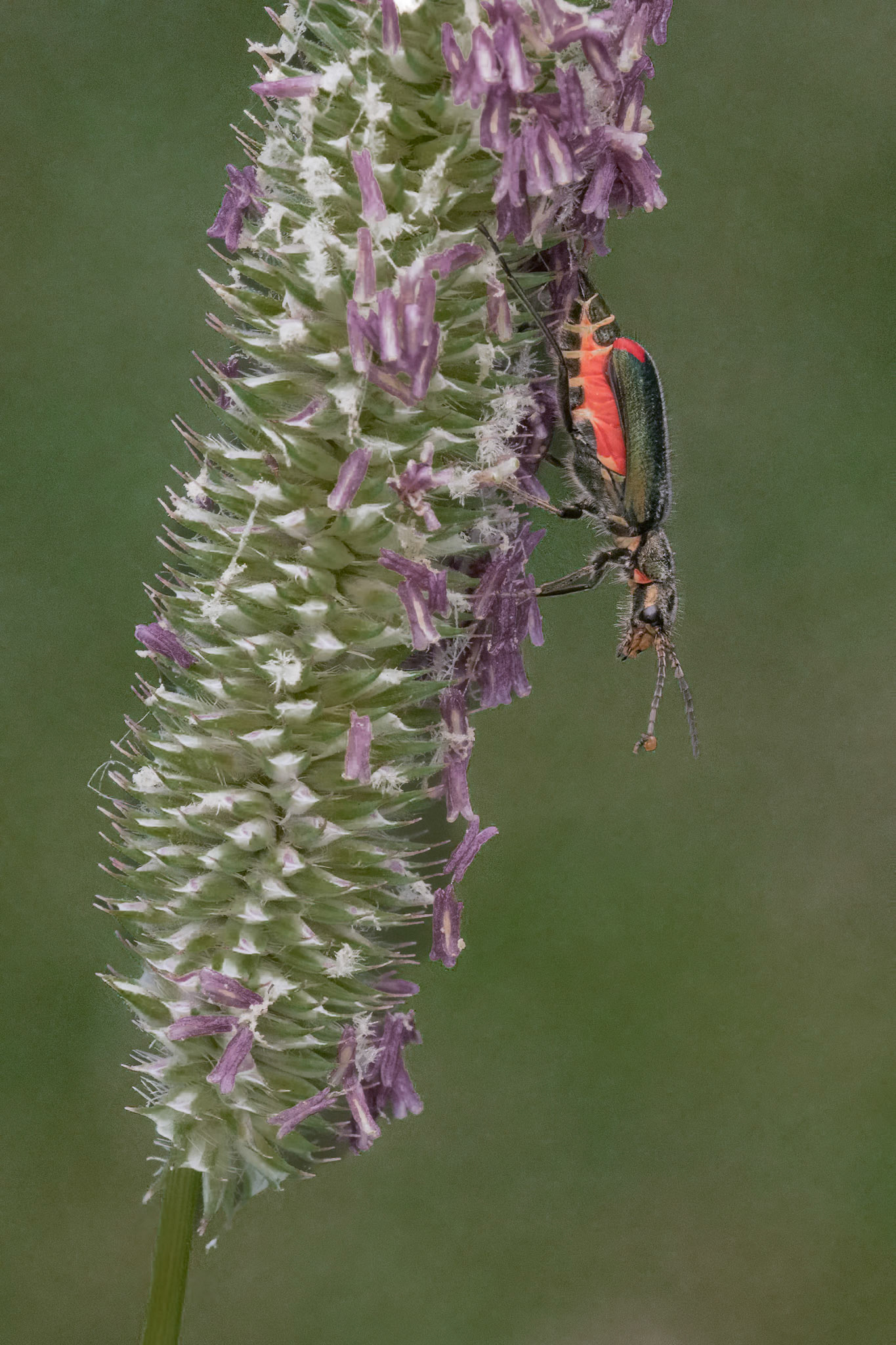 Scarlet Malachite Beetle (m) on Timothy grass