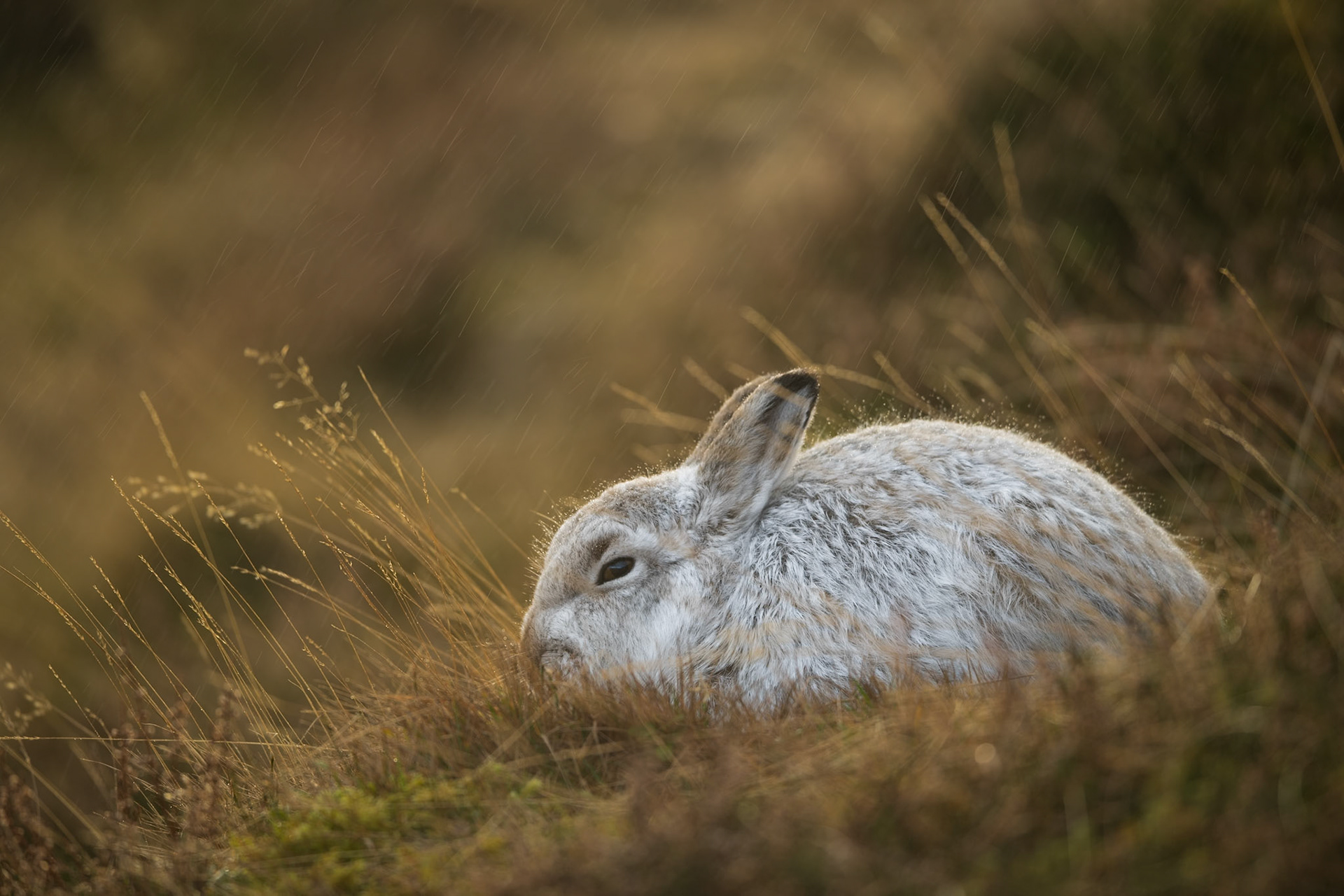 Mountain Hare