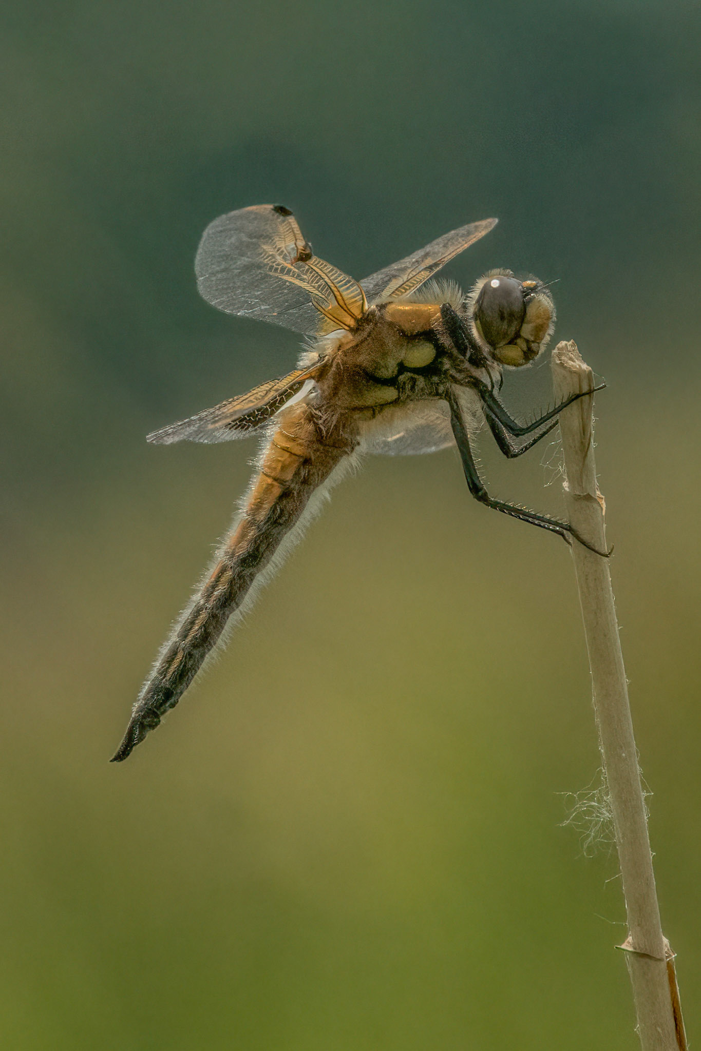 Four-spotted Chaser (m)