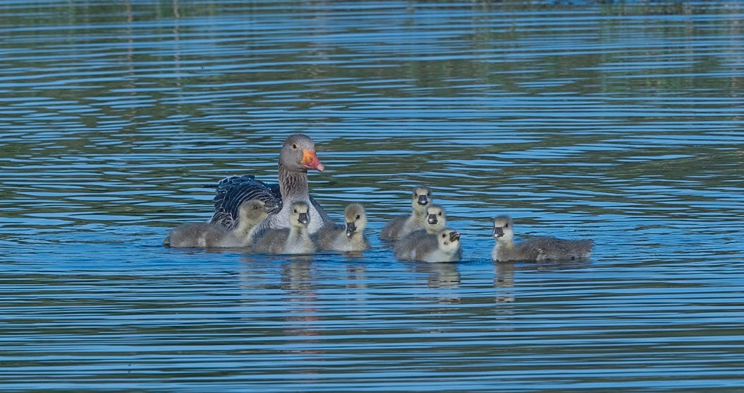 Greylag geese
