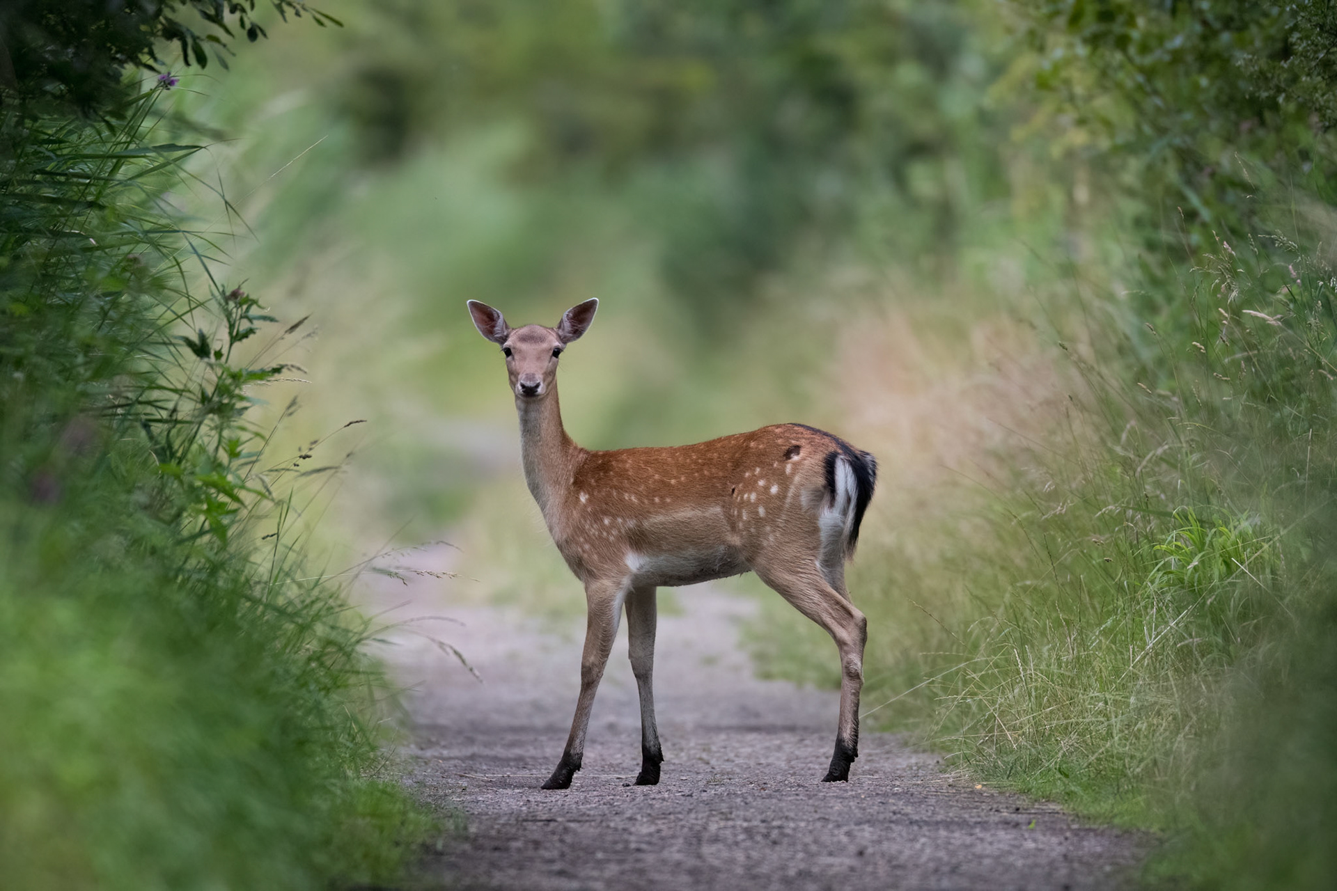 Fallow Deer (F)