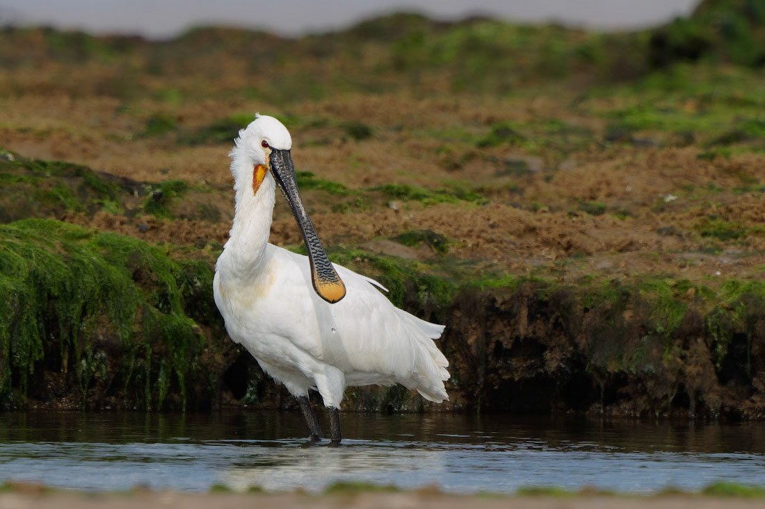 Spoonbill