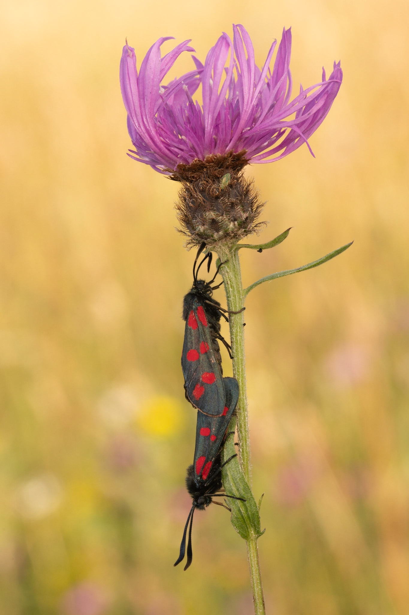 Six-spot Burnet moths on Common Knapweed