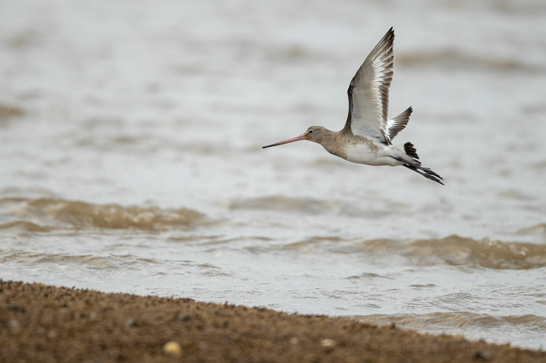 Black-tailed Godwit