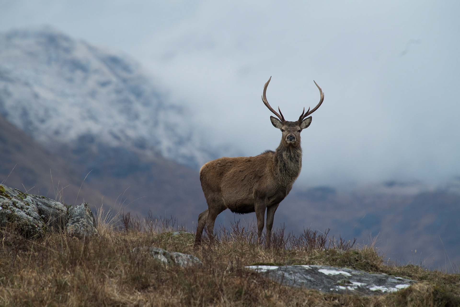 Red Deer (m)