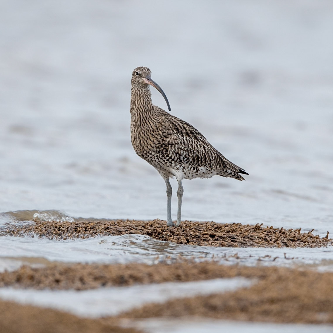 Curlew