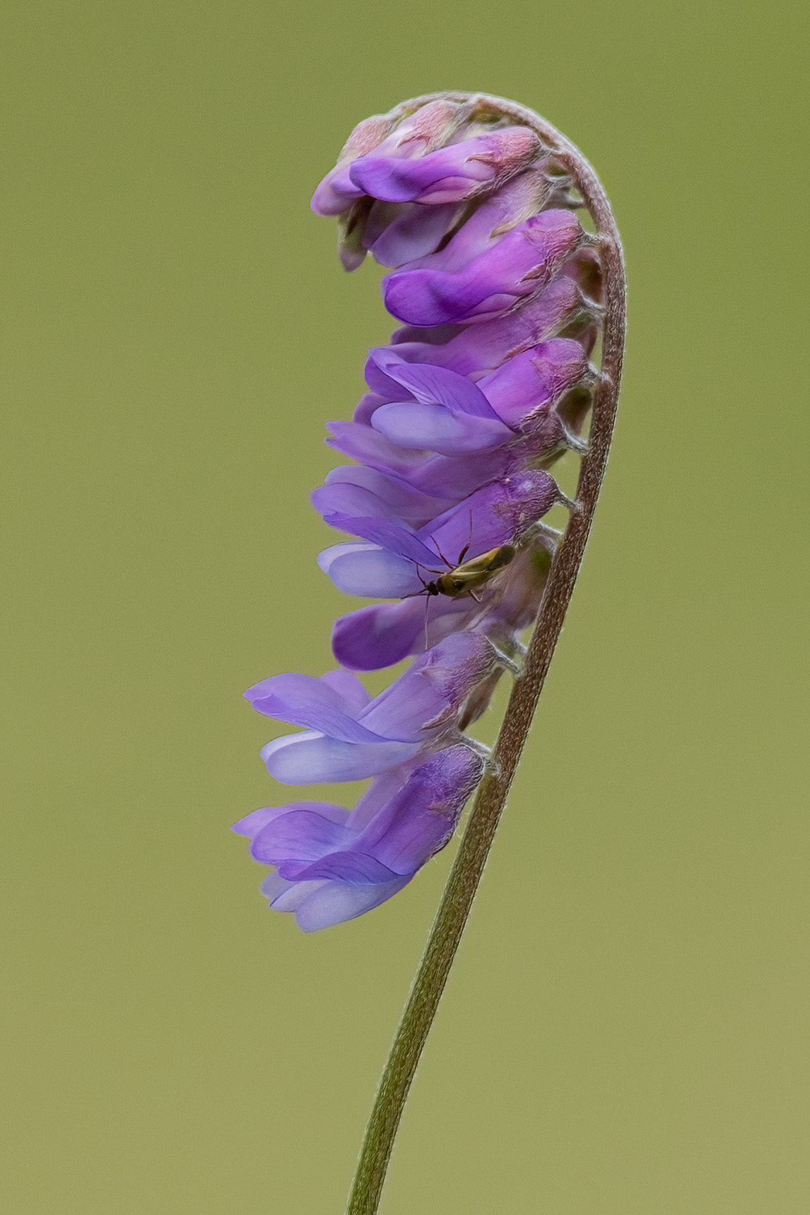 Tufted Vetch (and Male Meadow Bug)