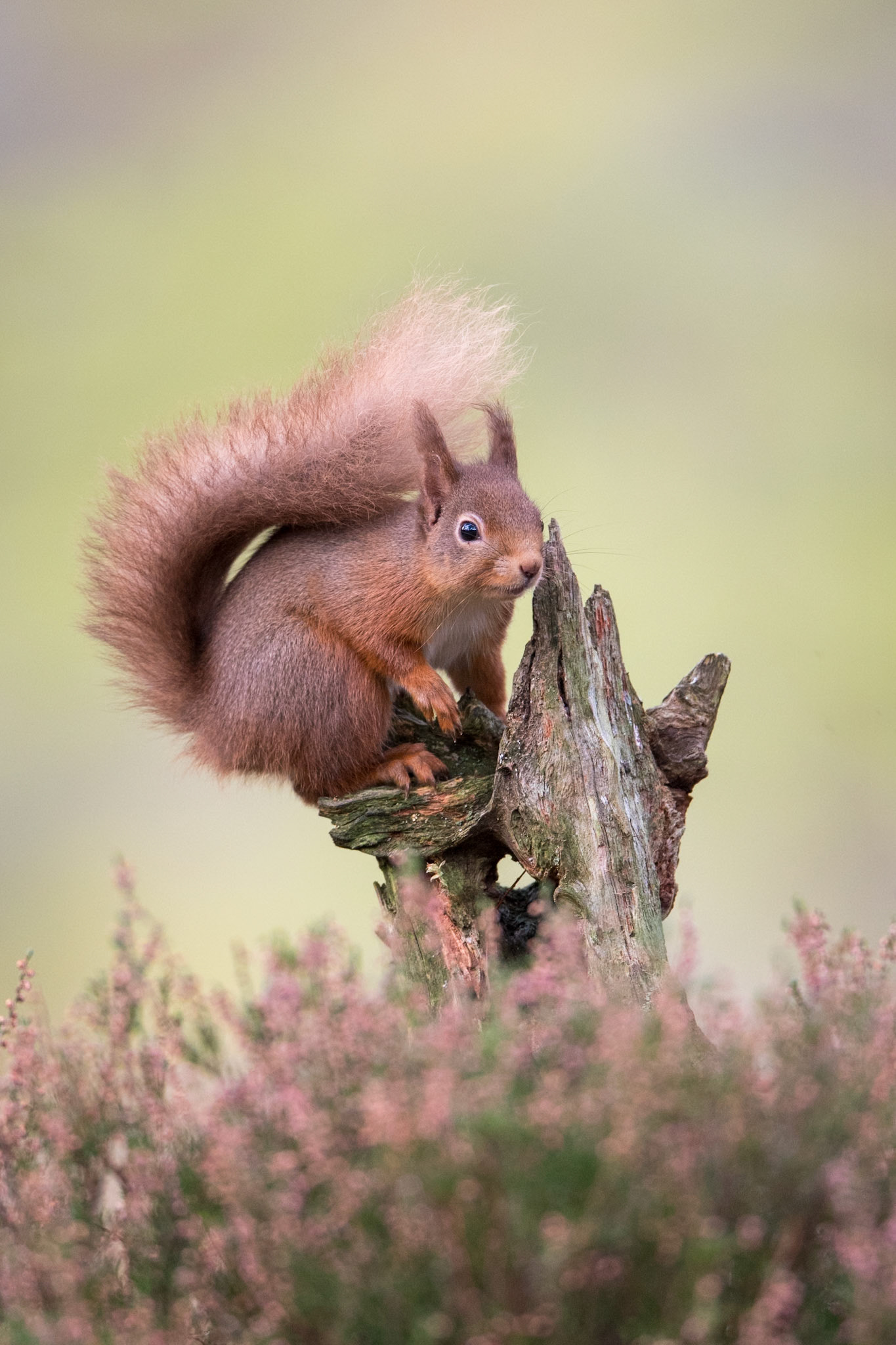 Red Squirrel