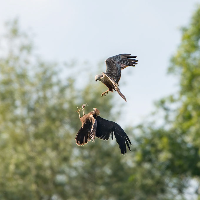 Marsh Harrier (male, juvenile) food pass