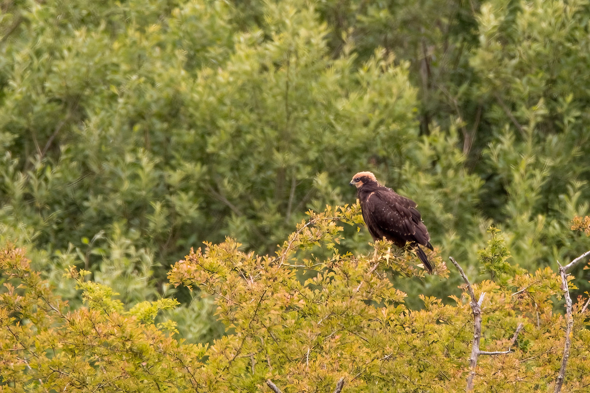 Marsh Harrier (juvenile)