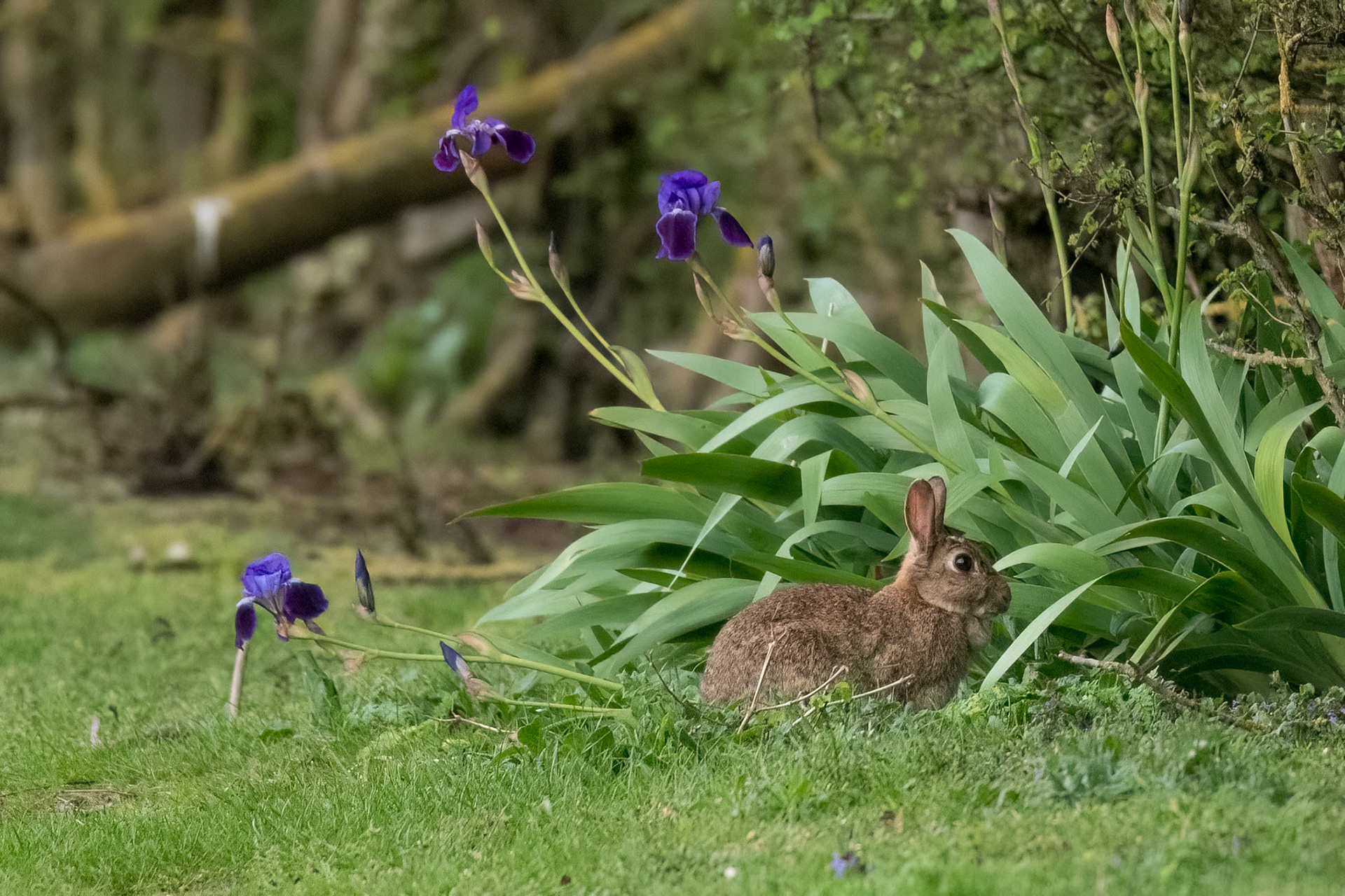 Rabbit