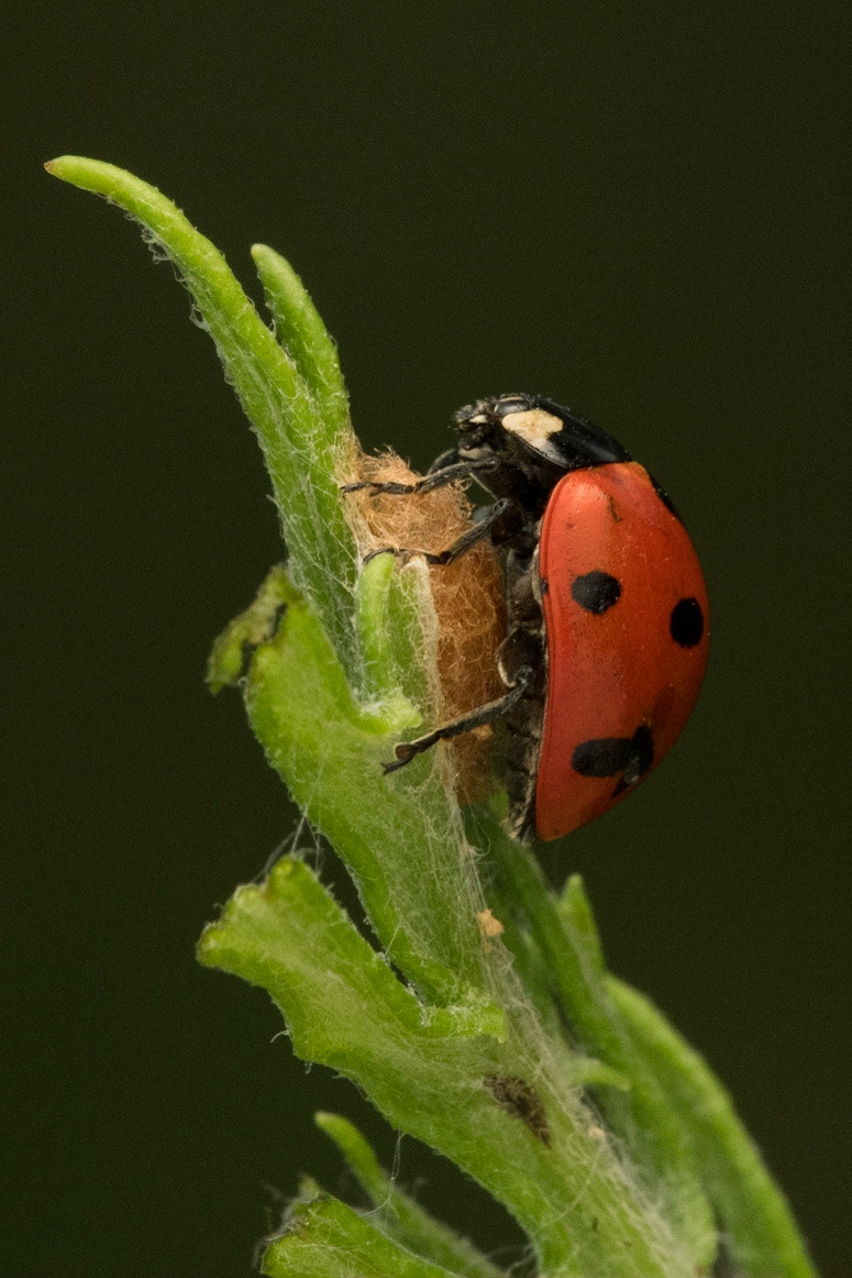 Seven-spot Ladybird