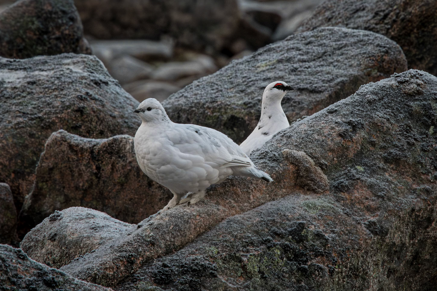 Ptarmigans