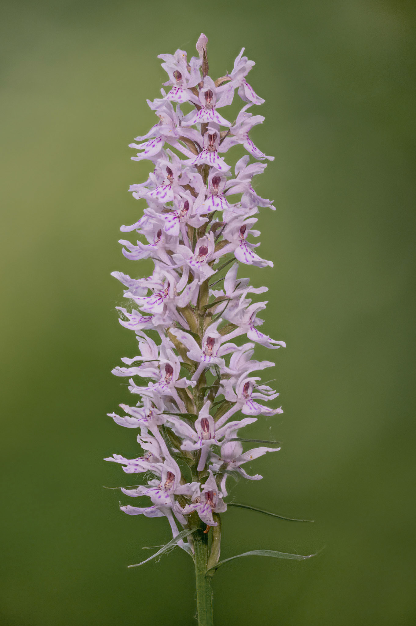 Common Spotted Orchid