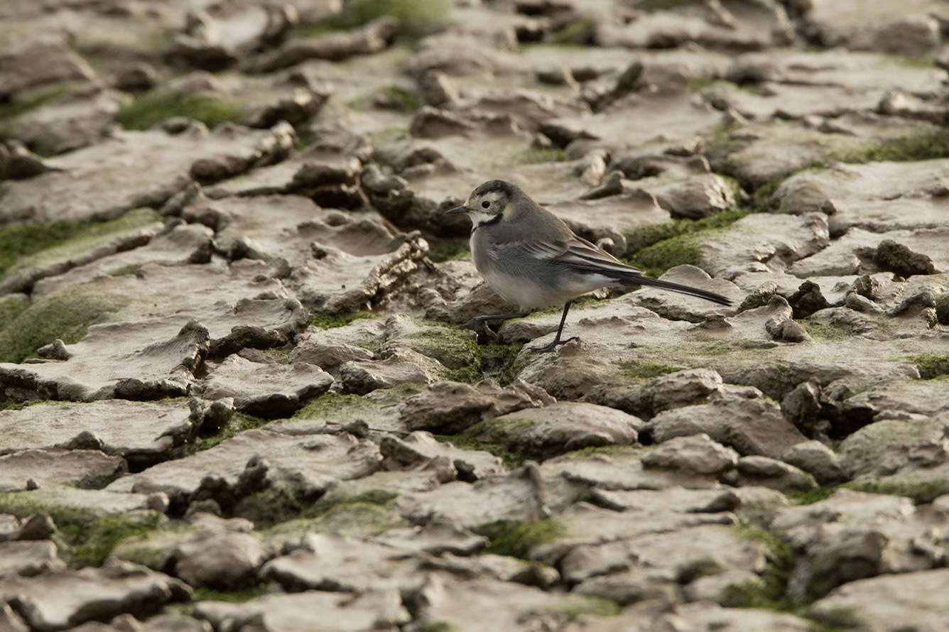 White Wagtail (juvenile)
