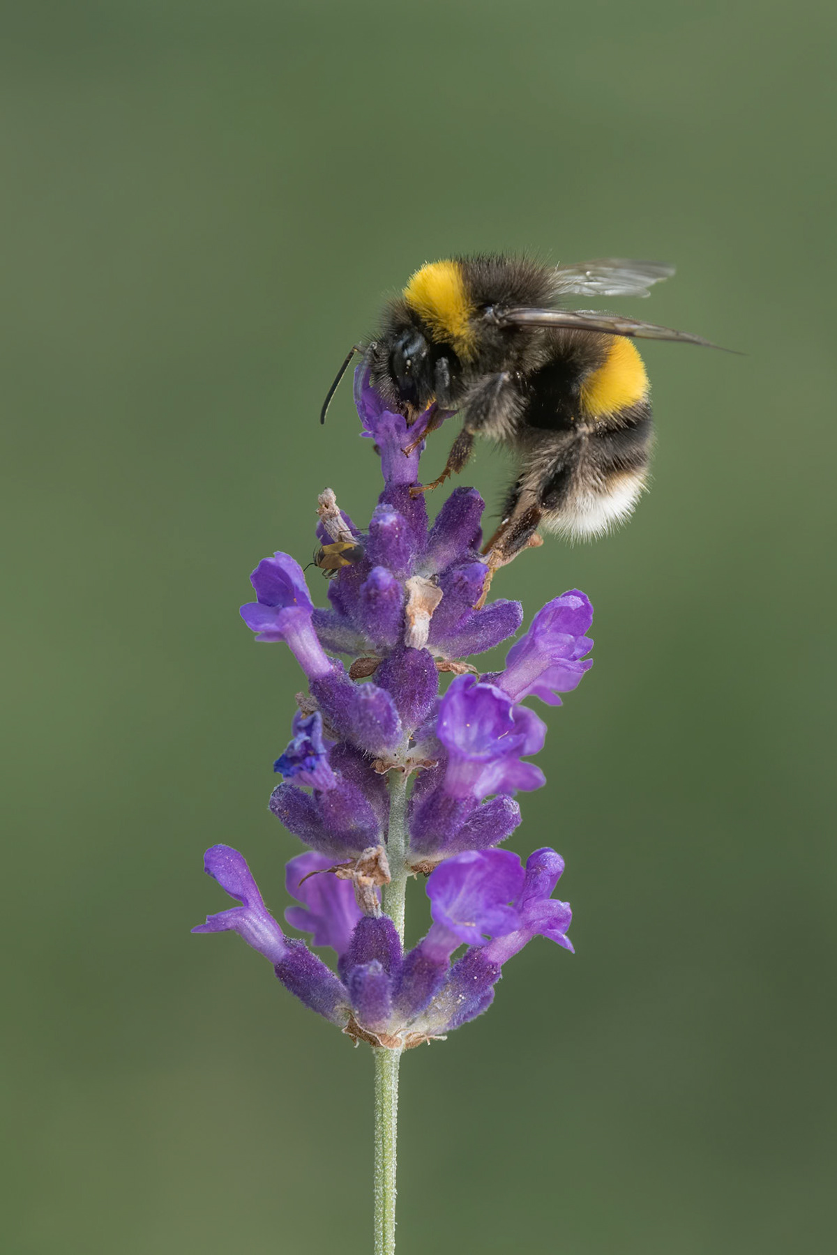 Buff-tailed Bumblebee