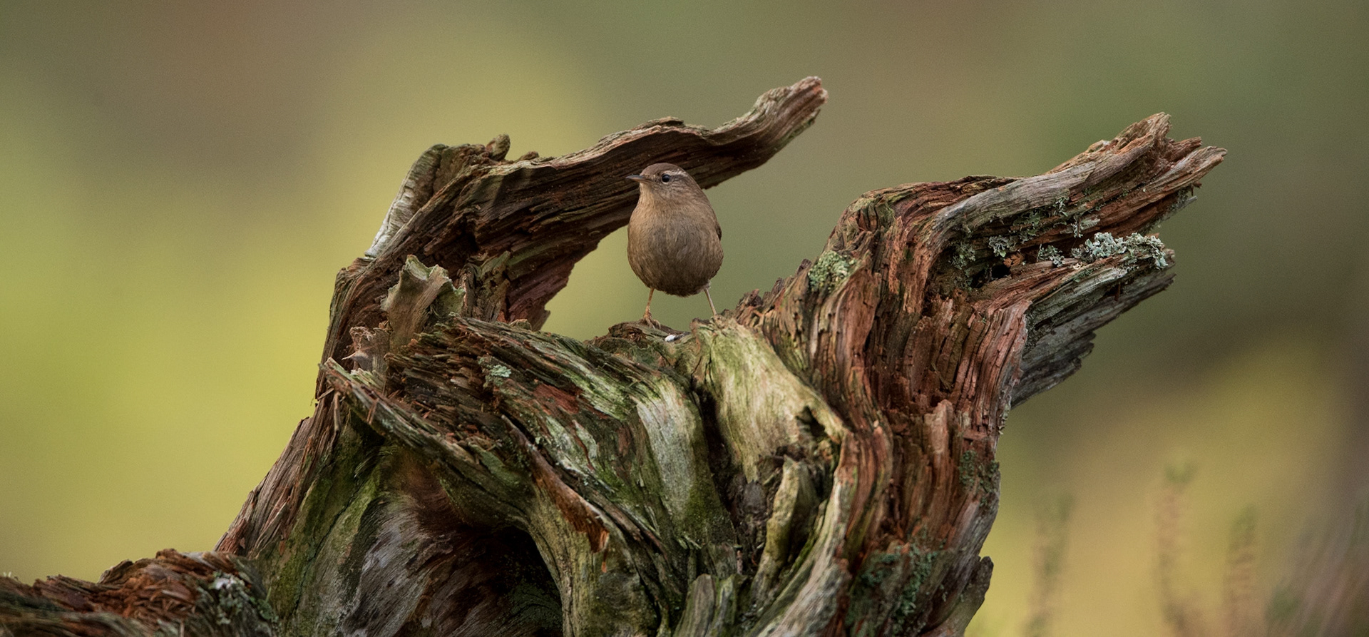 Wren