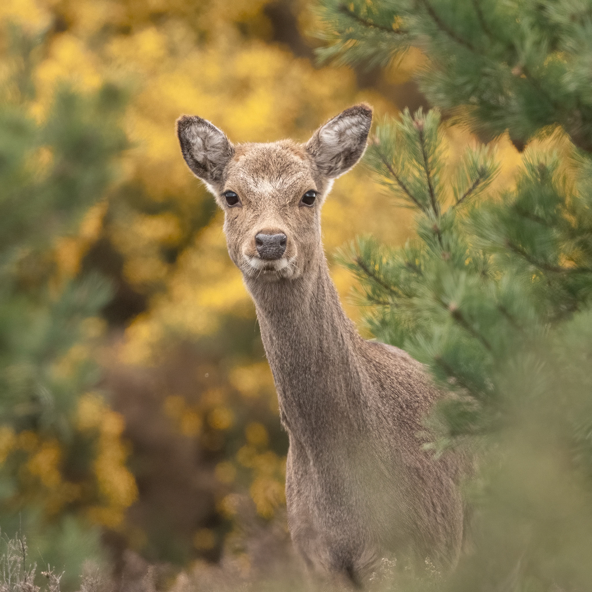 Sika deer (f)