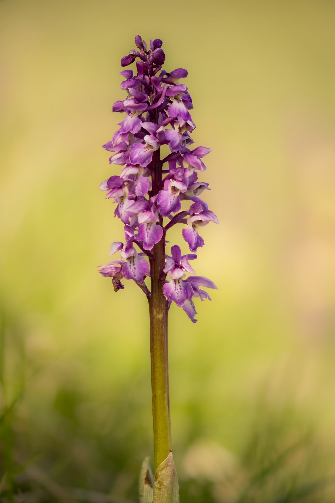 Early Purple Orchid