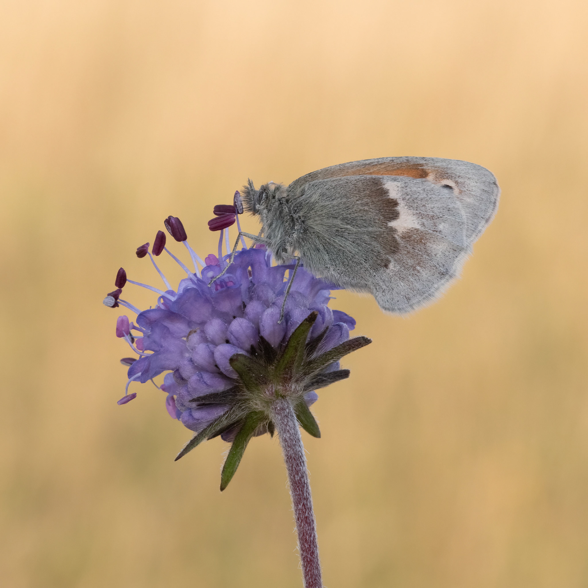 Small Heath on Devil-bit's Scabious