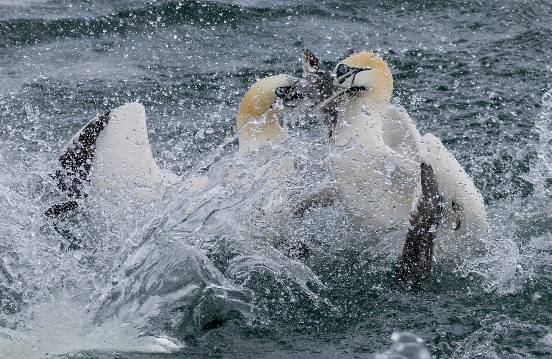 Gannets
