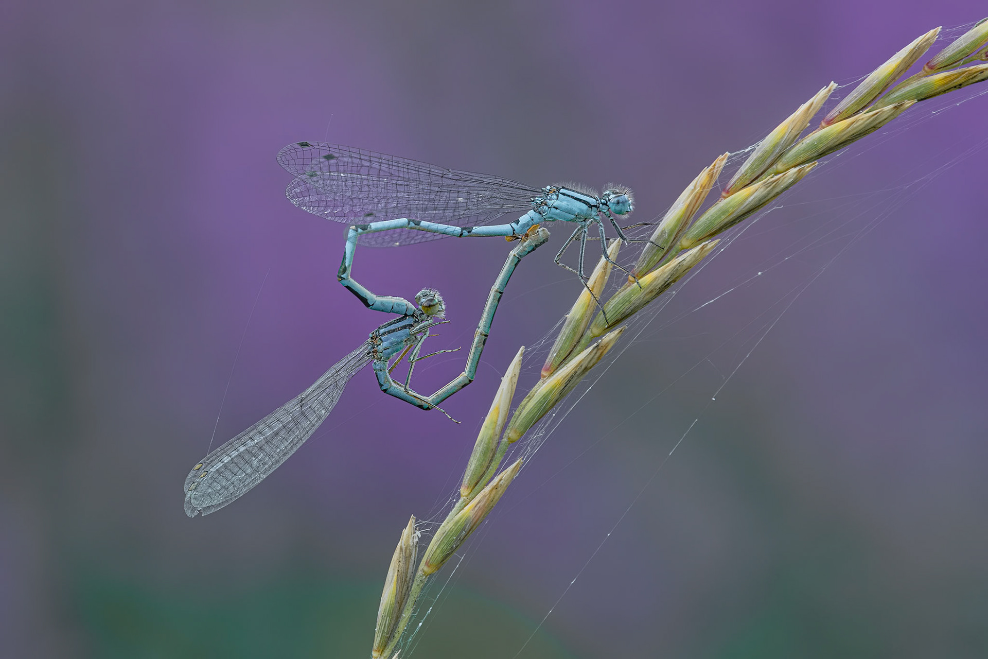 Common-blue Damselflies