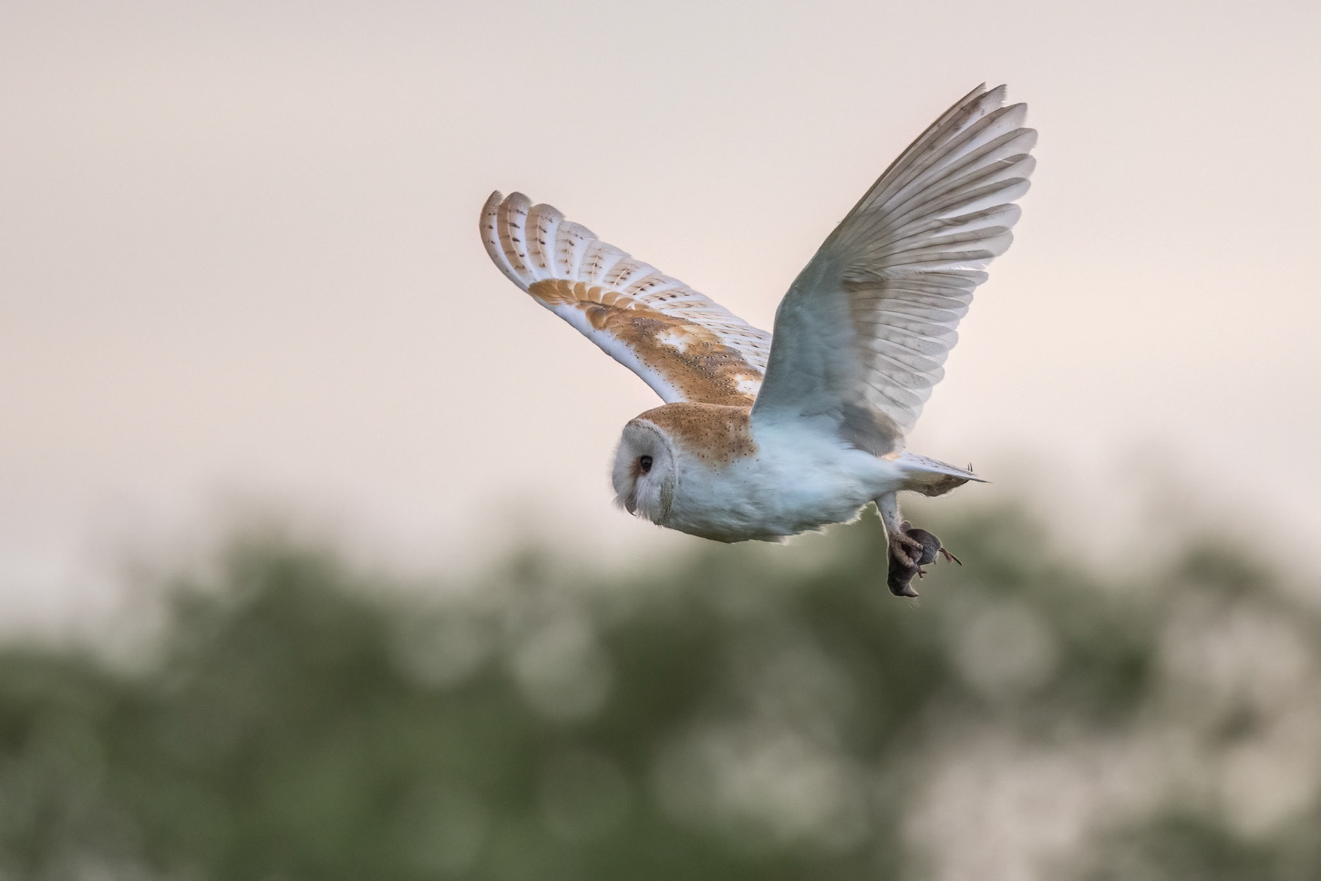 Barn Owl with Prey