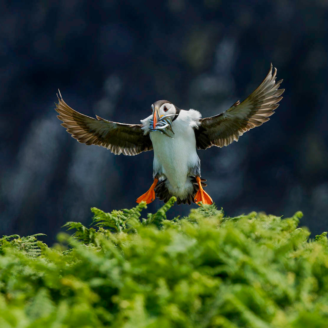 Puffin
