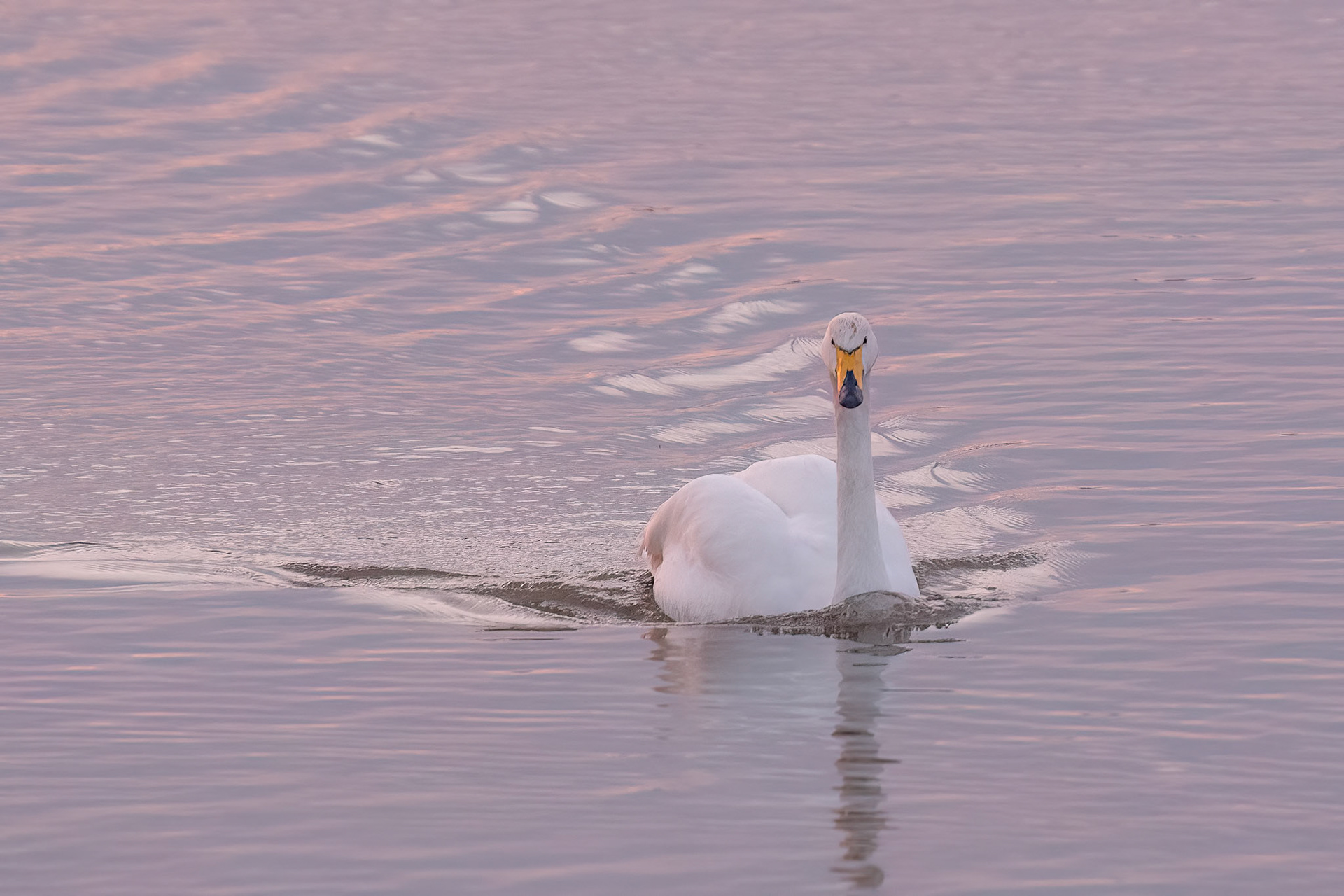 Whooper Swan