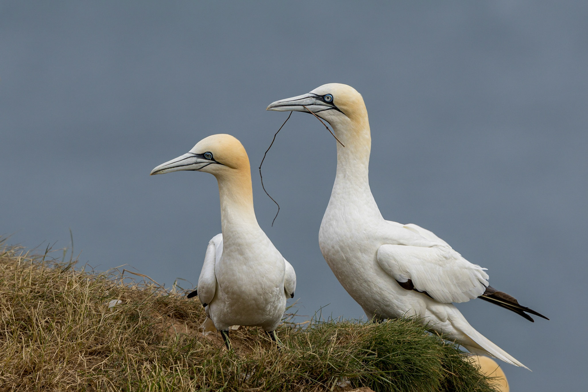 Gannets