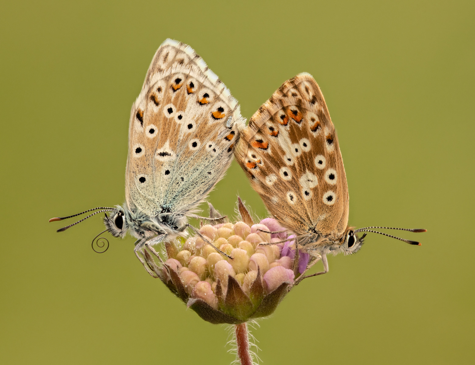 07 | Chalkhill Blue Pair On Field Scabious