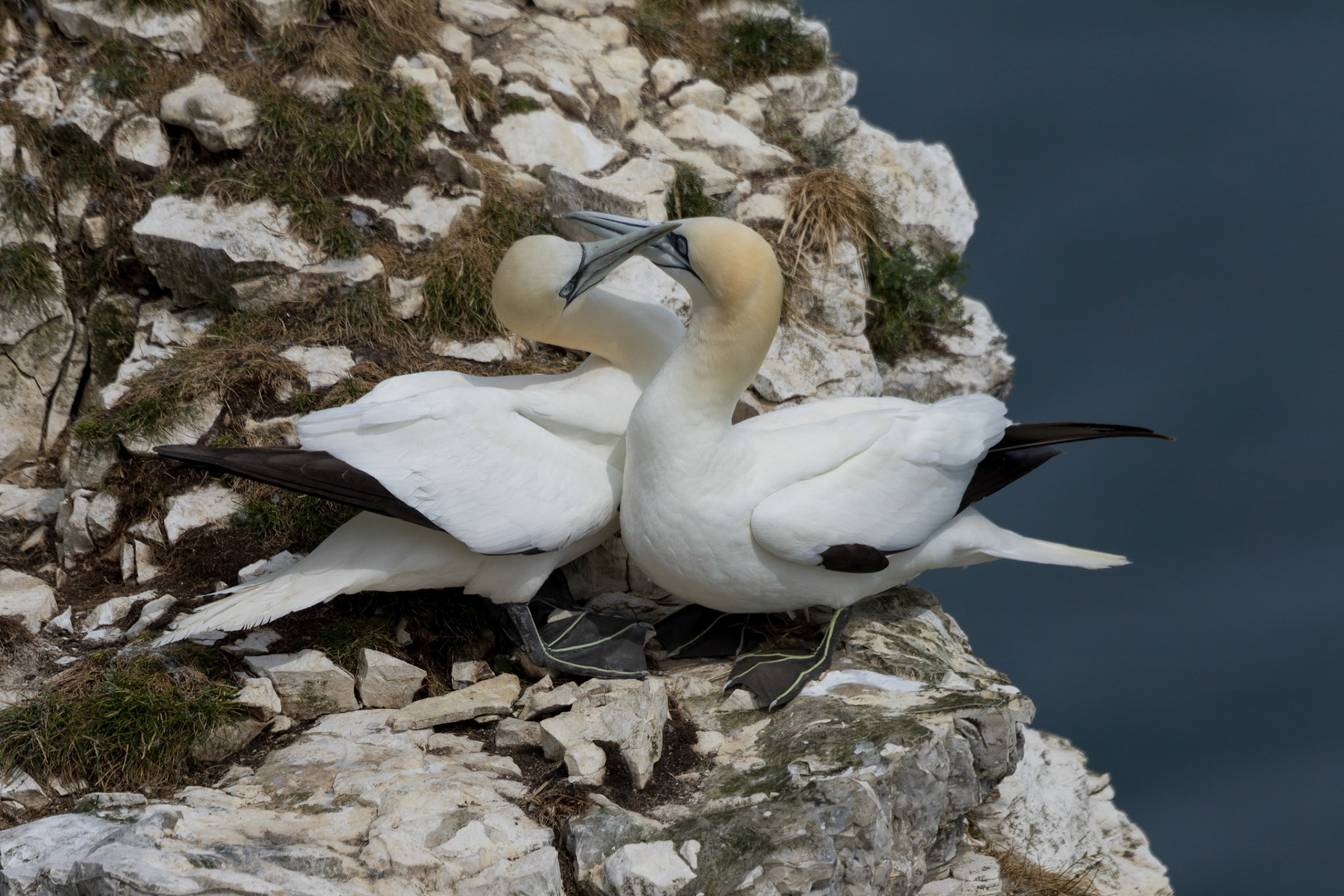 Gannets