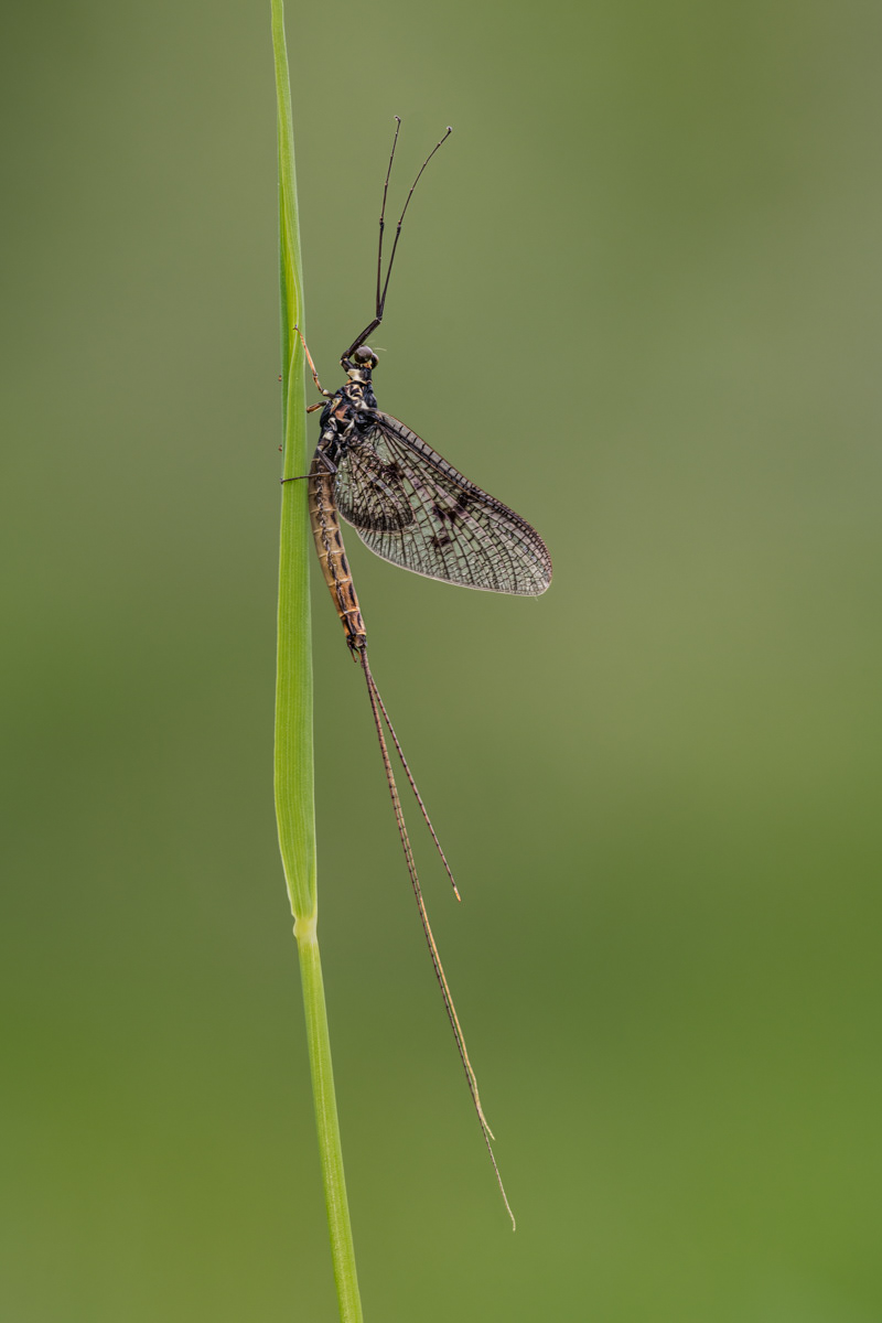 08 | Mayfly