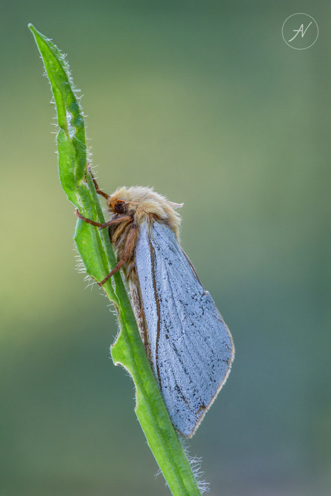 10 | Male Ghost Moth