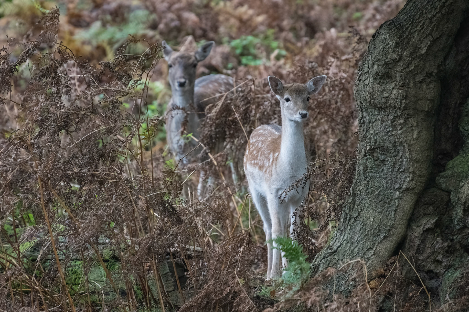 Fallow Deer (f) with young