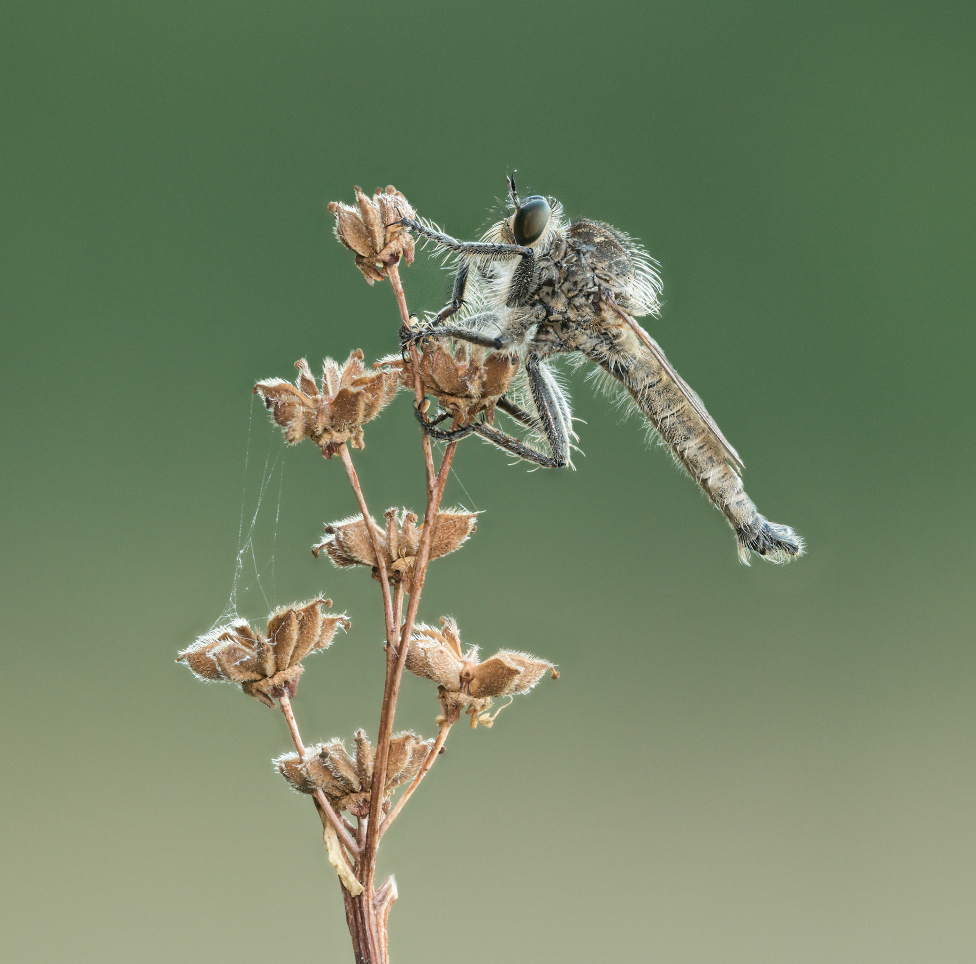 Downland Robberfly