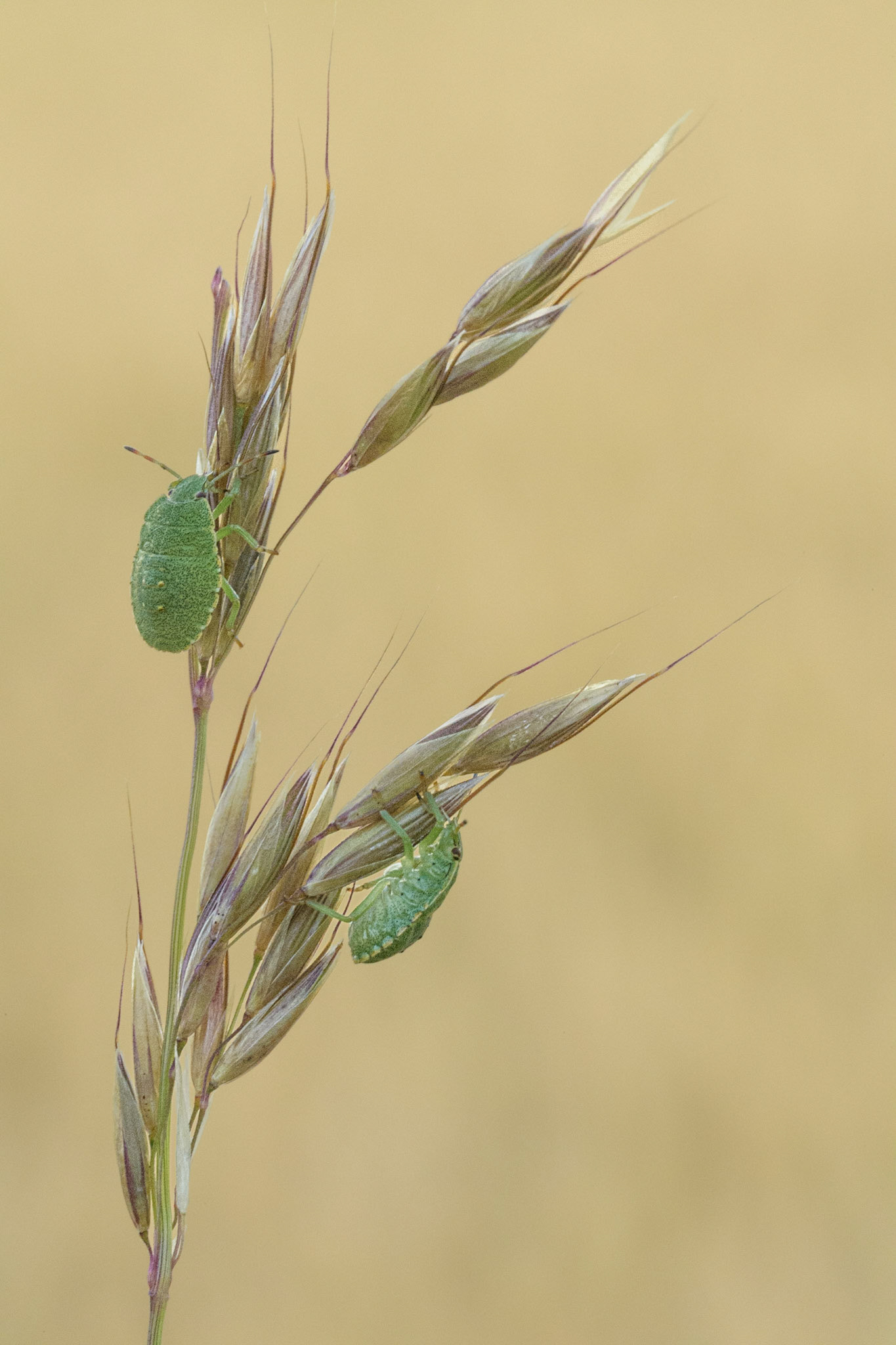 Green shield bettles