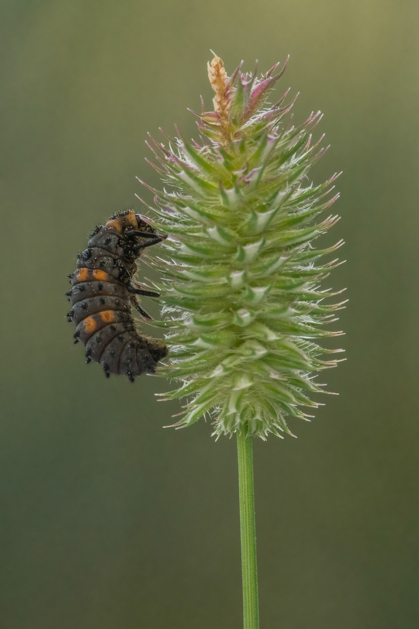 Seven-spot Ladybird larva