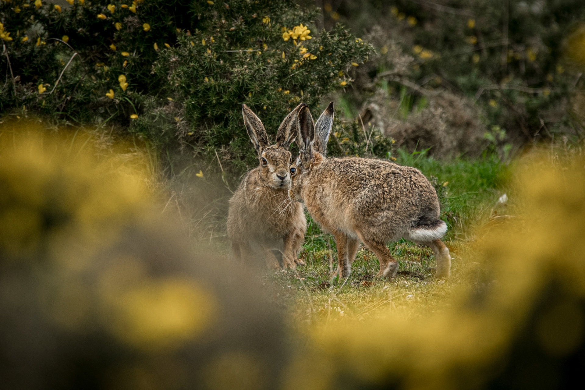 Hares