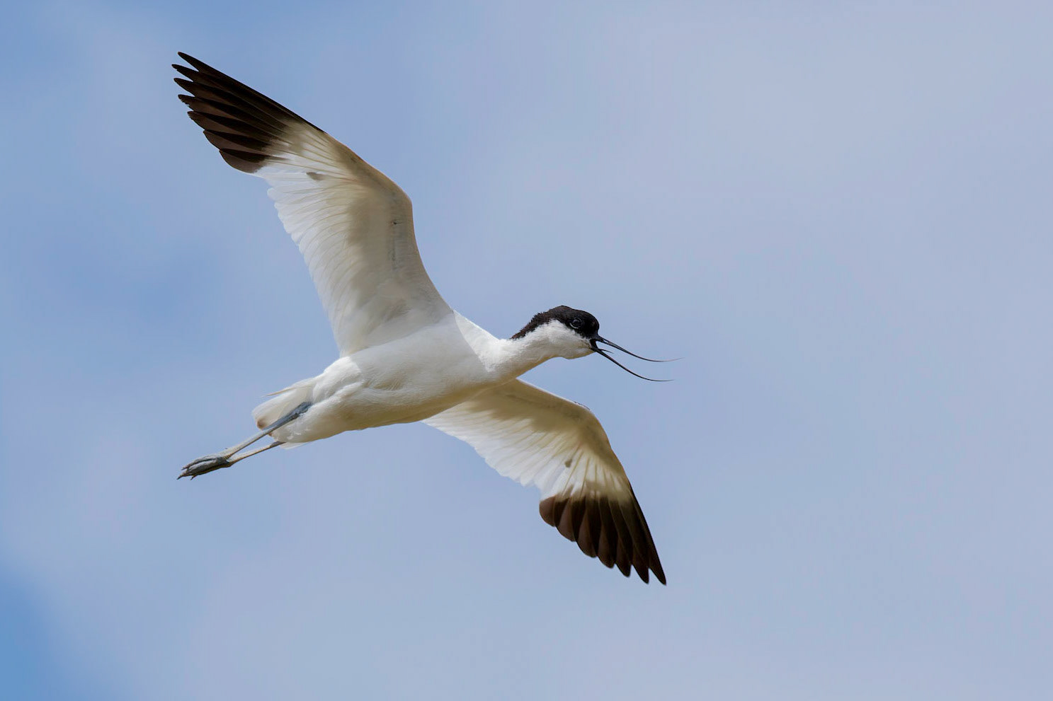 Avocet
