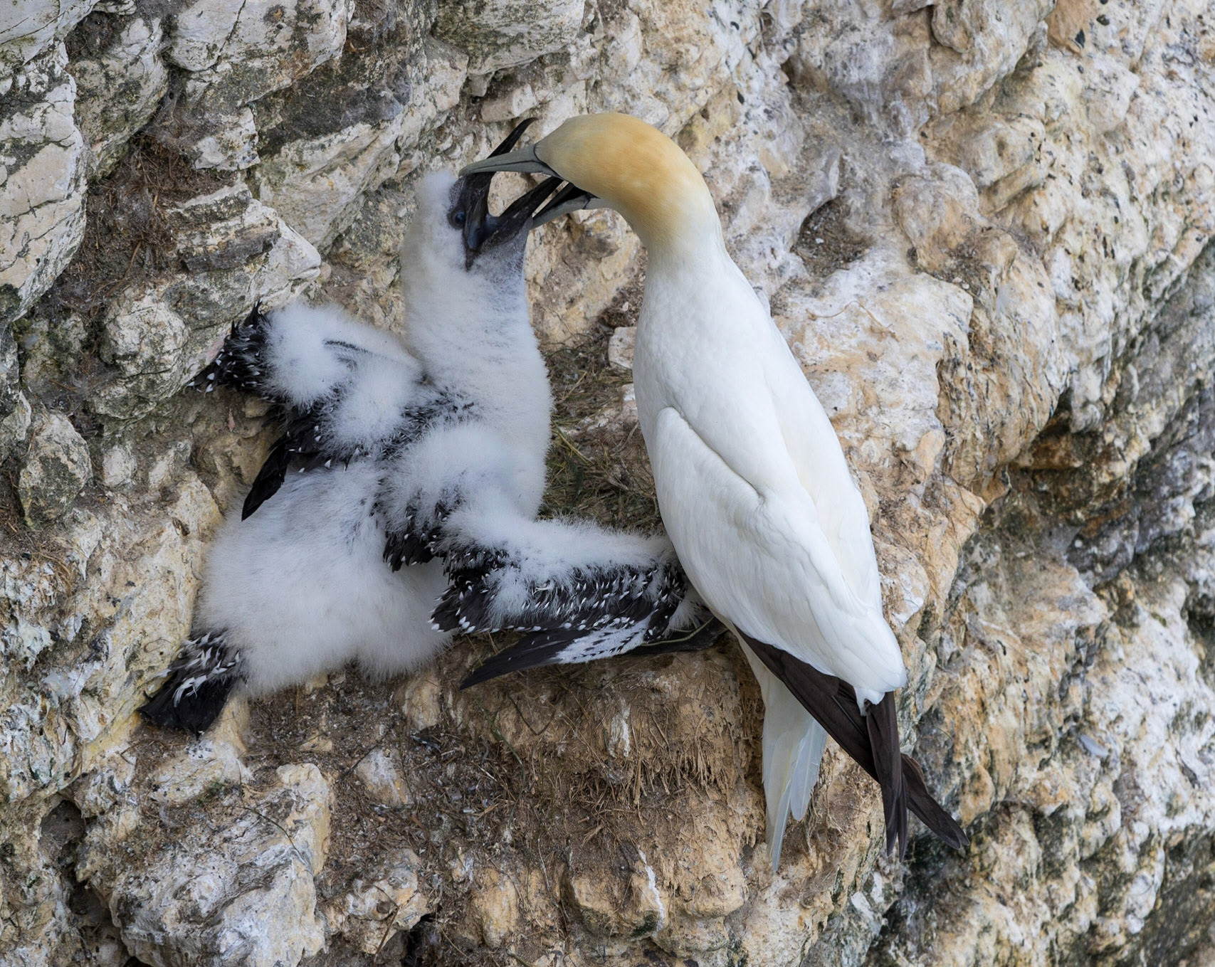 Gannet and chick