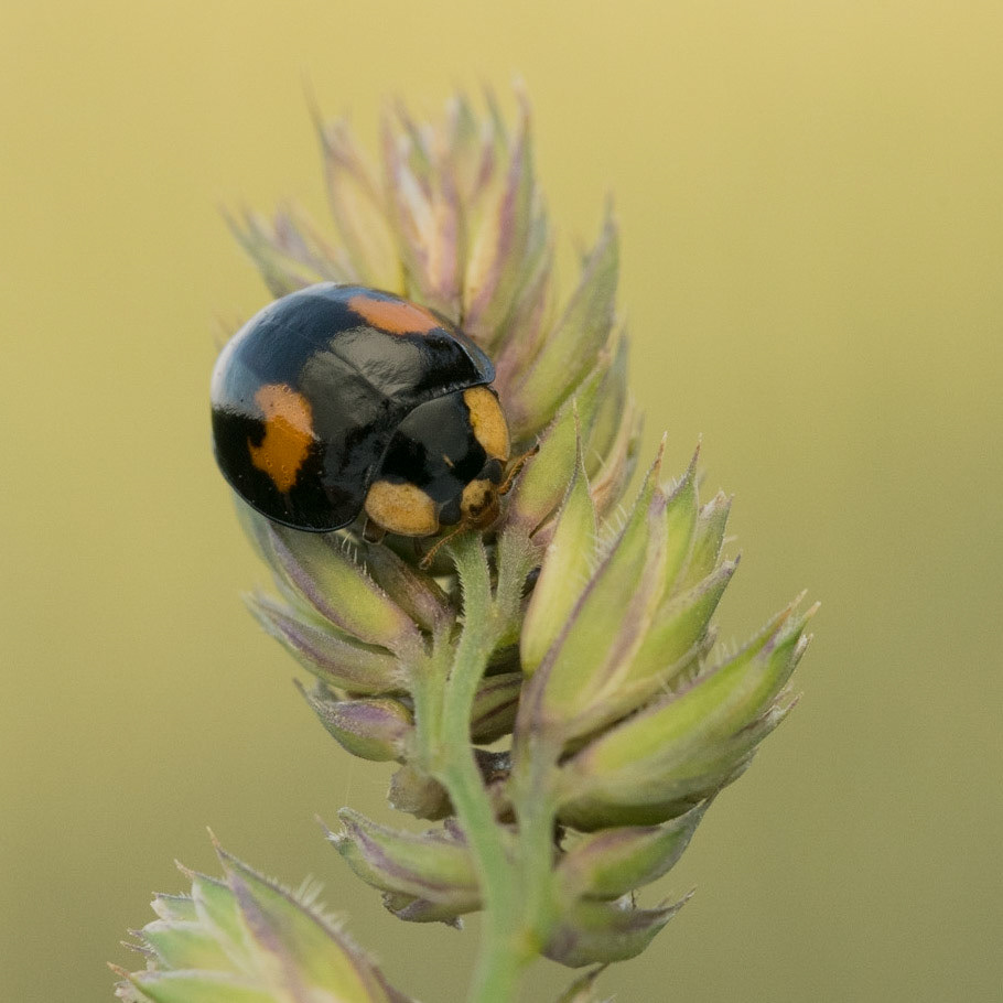 Pine Ladybird