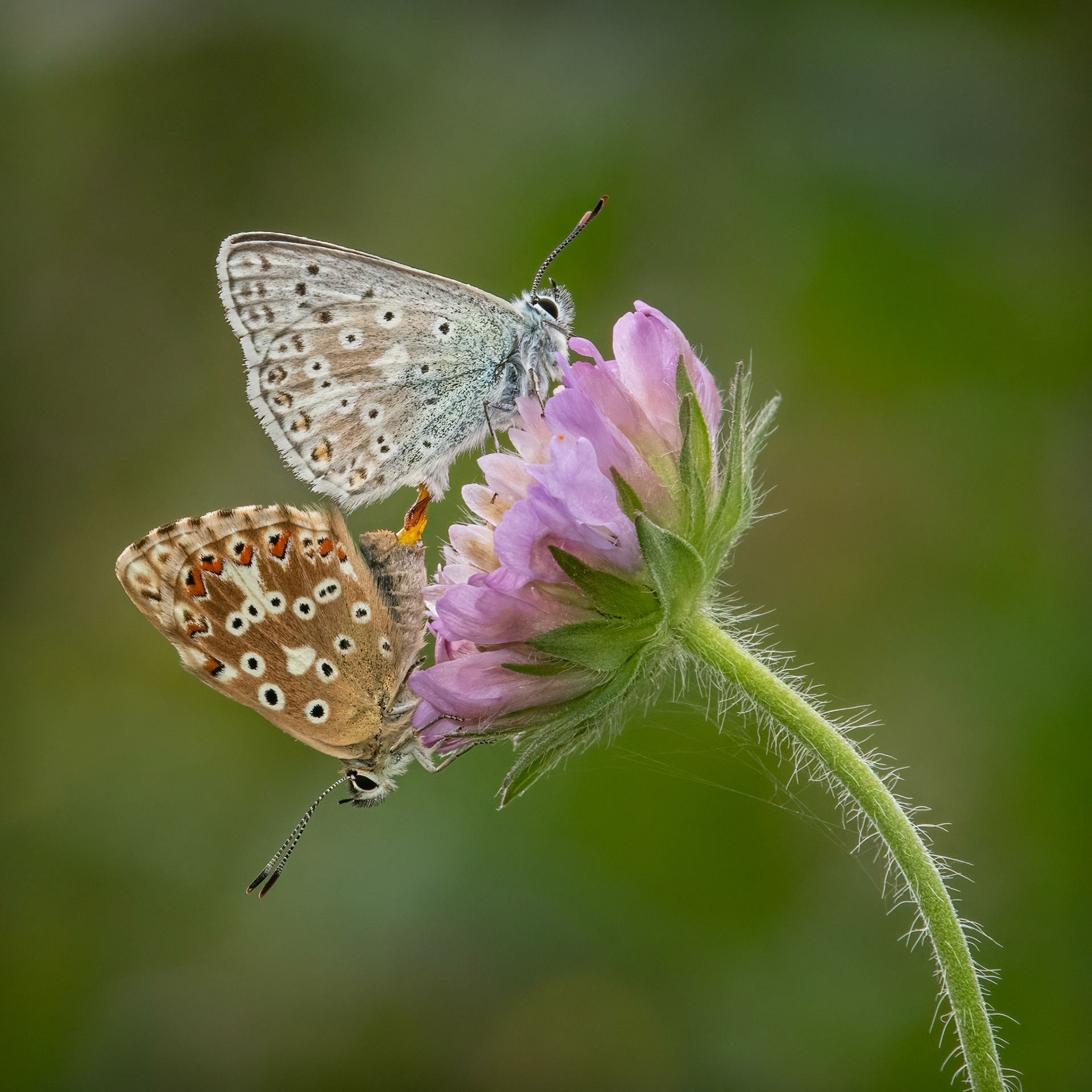 Chalkhill blue pair (f,m) on Field Scabious