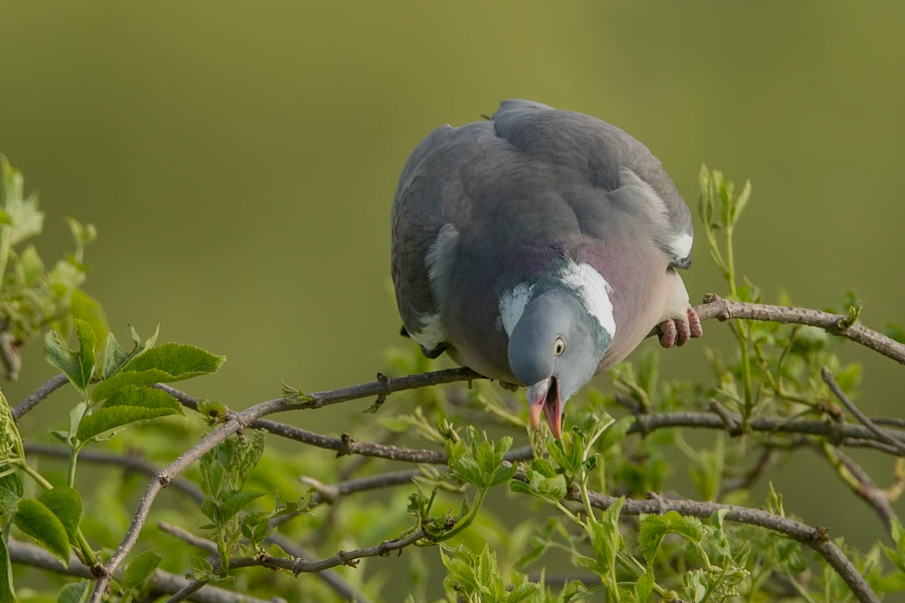 Wood pigeon