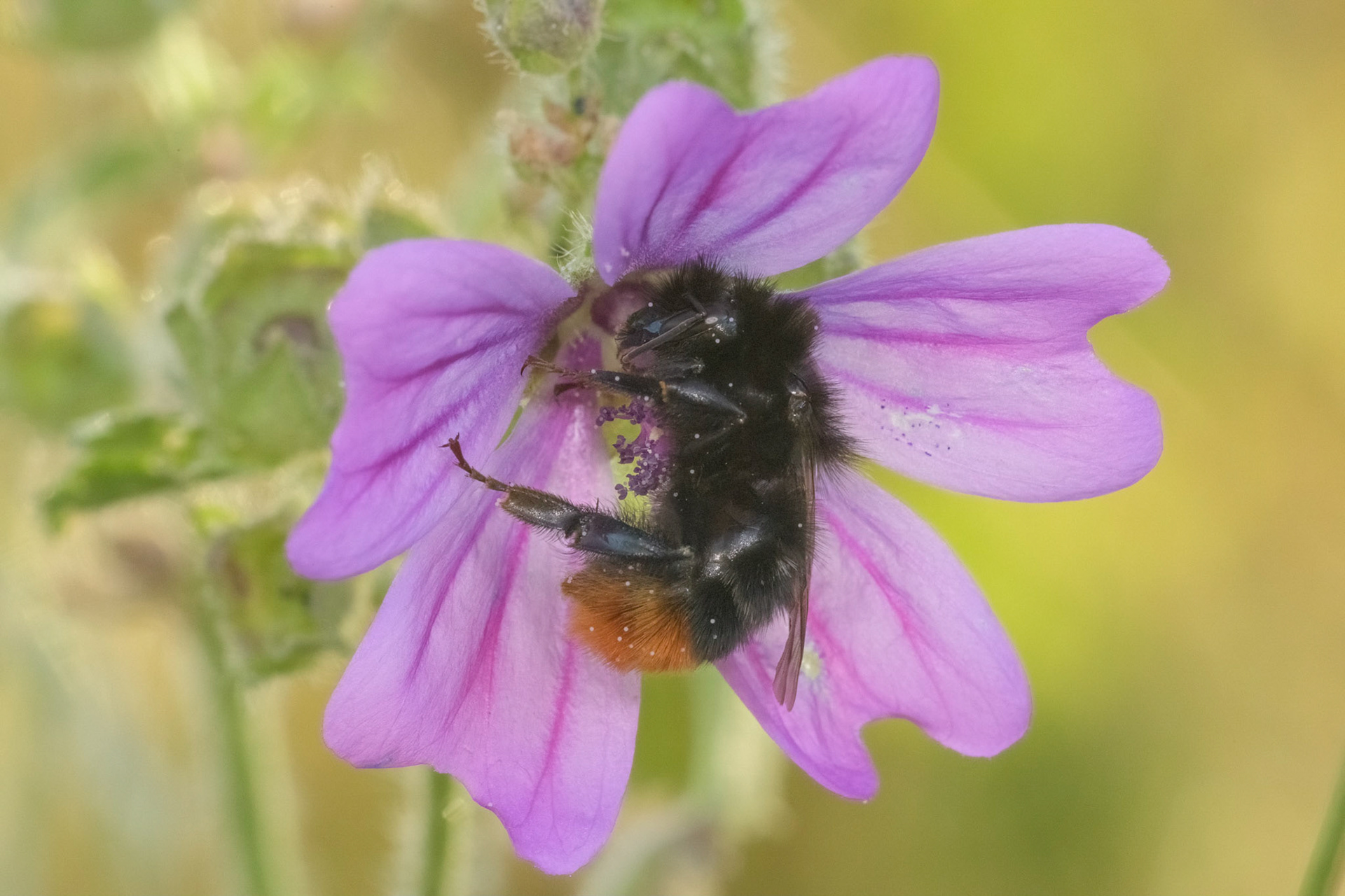 Red-tailed Bumblebee