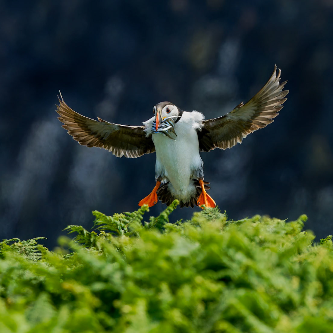 Puffin
