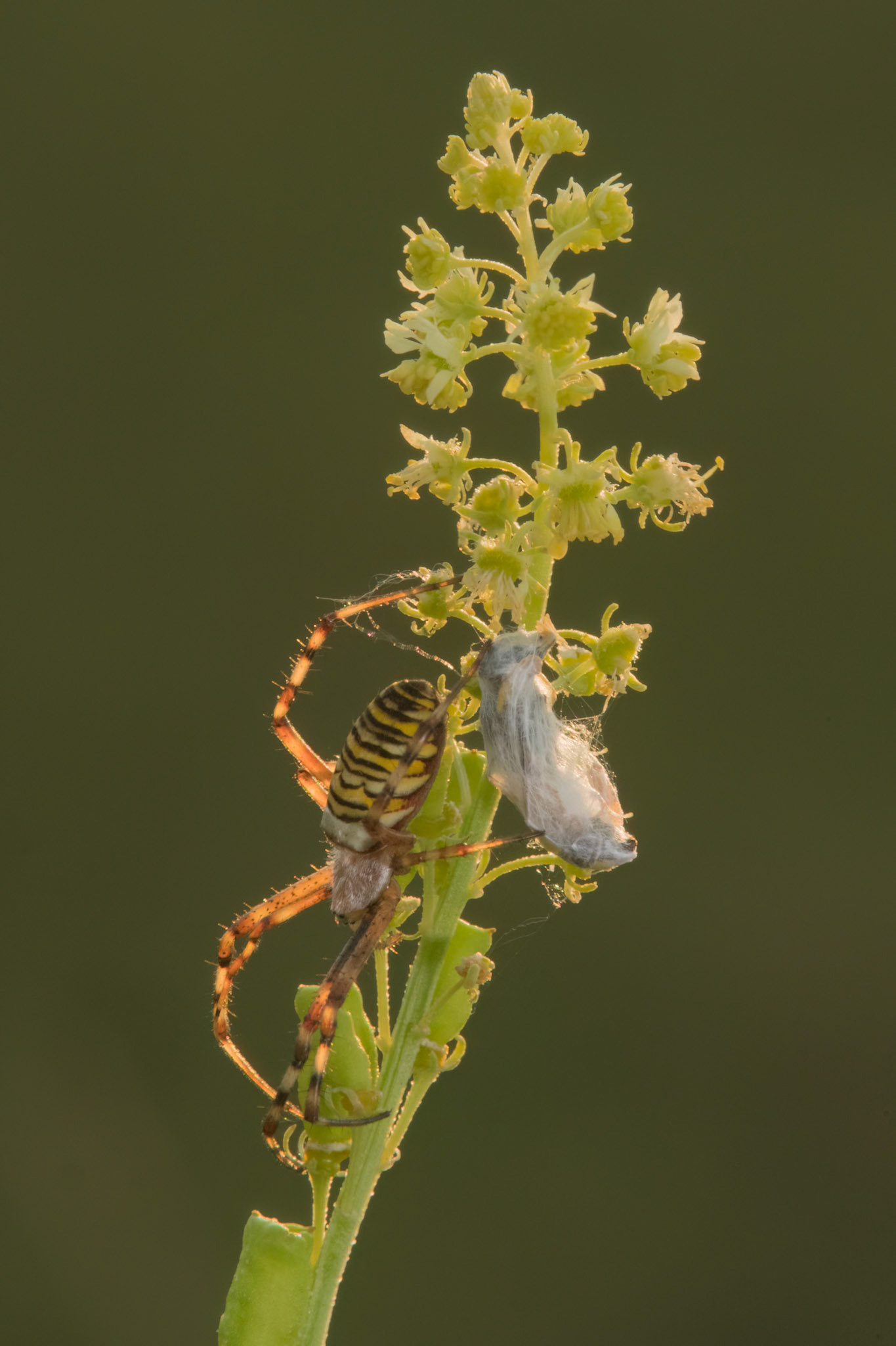 Wasp Spider with prey